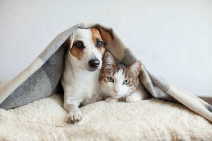 Supplément Animal